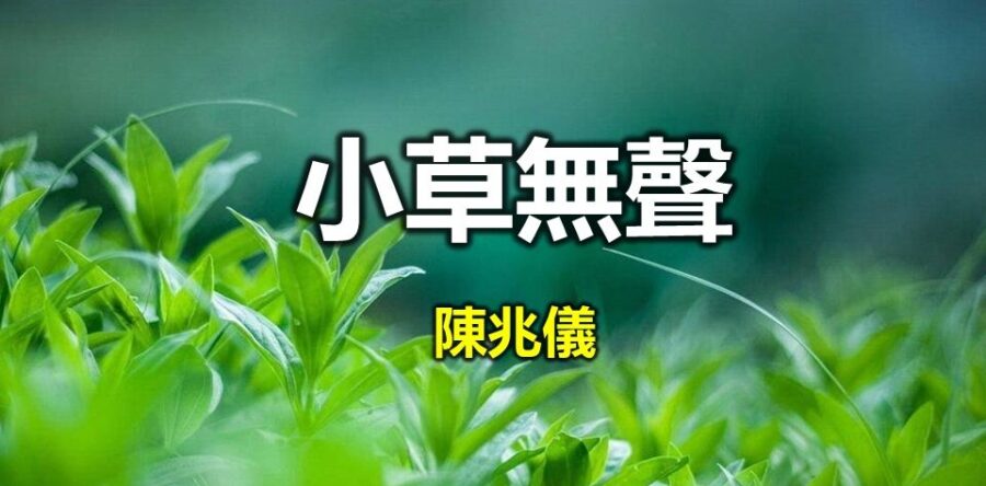 小草無聲:尋找感恩彩蛋