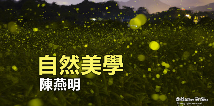 願你做黑夜中的點點螢火