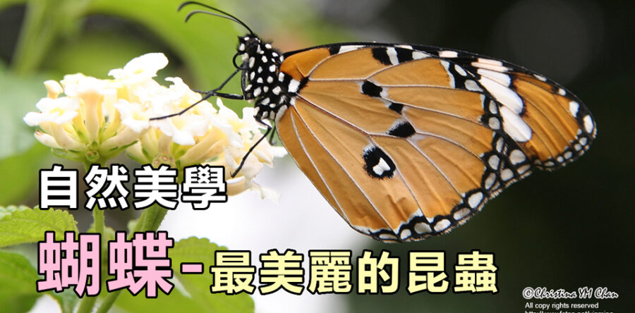 自然美學:蝴蝶 – 最美麗的昆蟲