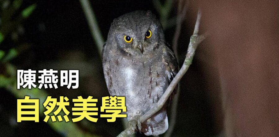 自然美學：貓頭鷹的真正名字