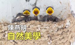 自然美學︰黃口無飽期