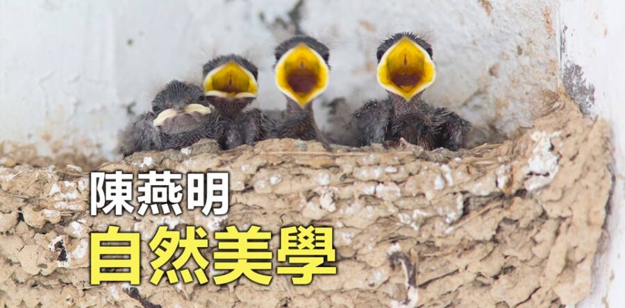 自然美學︰黃口無飽期