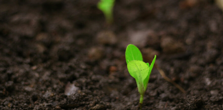 角聲與你:一起給年輕人撒種