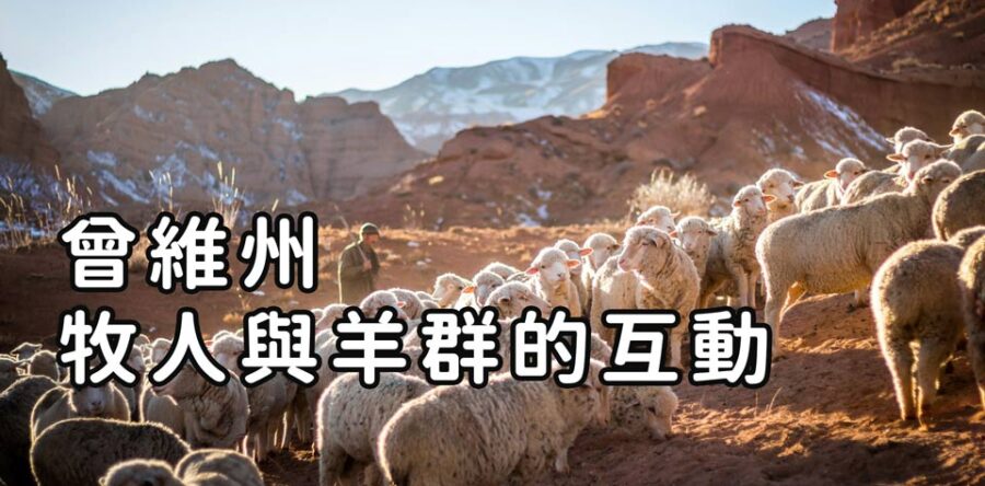 牧人與羊群的互動