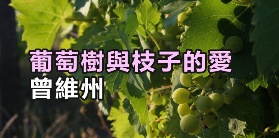 葡萄樹與枝子的愛